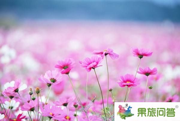 昆明、大理、麗江、香格里拉、瀘沽湖、西雙版納生態休閑之旅