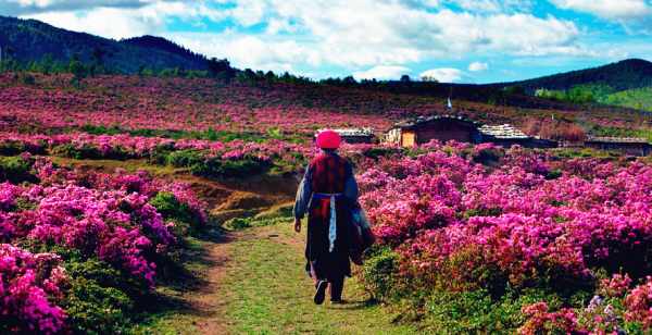 這個季節是香格里拉花季,現在去云南旅游安全嗎?云南旅游十一旺季去云南旅游安全了嗎?