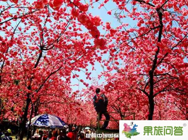 昆明市區旅游攻略：馬年2.14情人節昆明市區有什么好玩的？